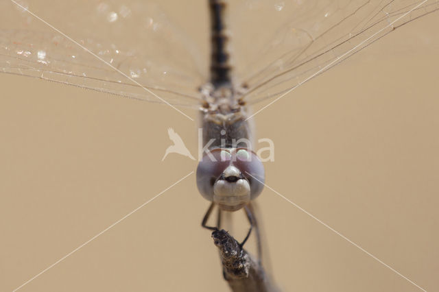 Selysiothemis nigra