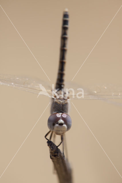 Windvaantje (Selysiothemis nigra)