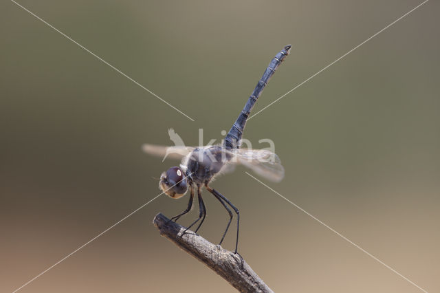 Windvaantje (Selysiothemis nigra)