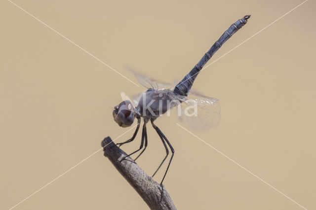 Windvaantje (Selysiothemis nigra)