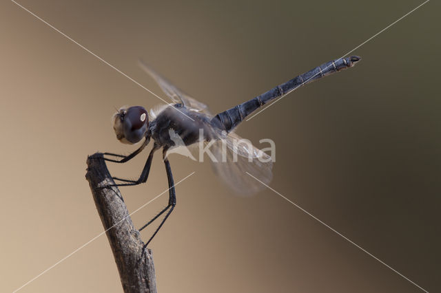 Windvaantje (Selysiothemis nigra)