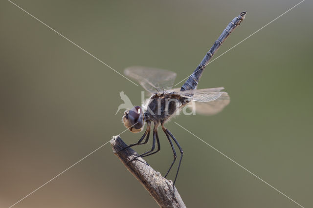 Windvaantje (Selysiothemis nigra)