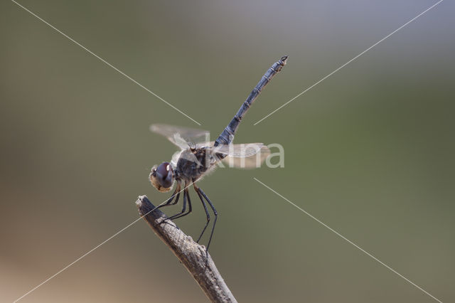 Windvaantje (Selysiothemis nigra)