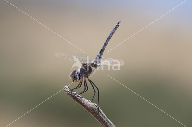 Windvaantje (Selysiothemis nigra)