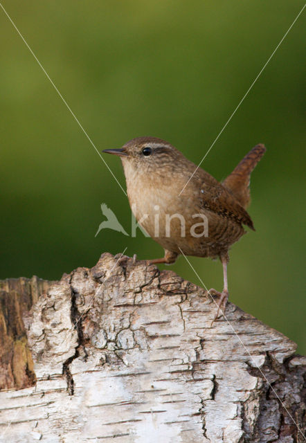 Winterkoning (Troglodytes troglodytes)