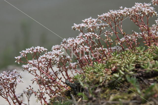 White Stonecrop (Sedum album)