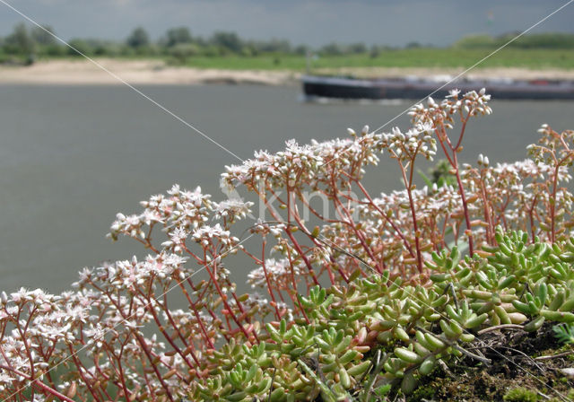 White Stonecrop (Sedum album)