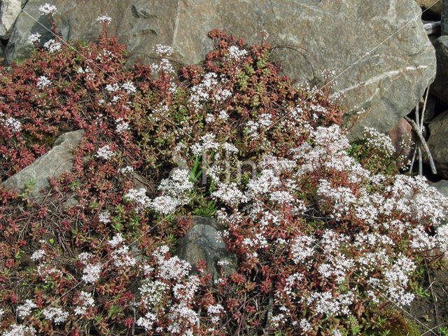 White Stonecrop (Sedum album)