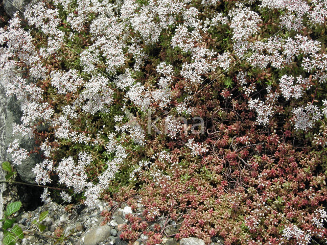 White Stonecrop (Sedum album)