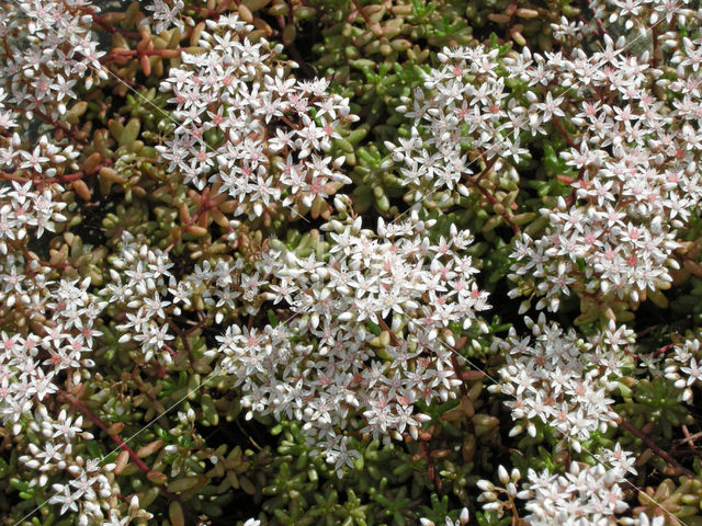 White Stonecrop (Sedum album)