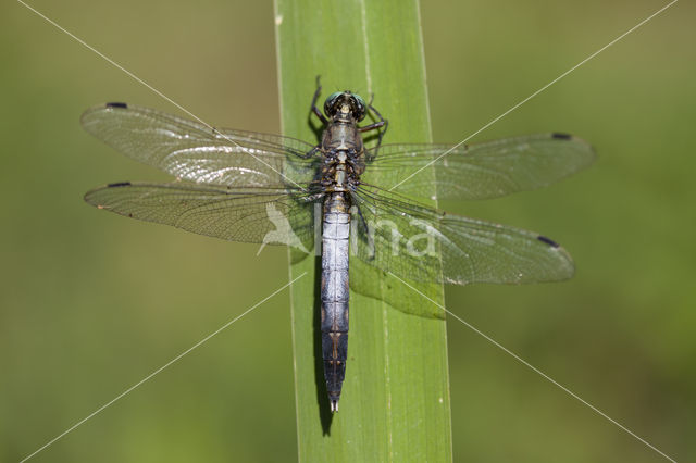 Orthetrum albistylum