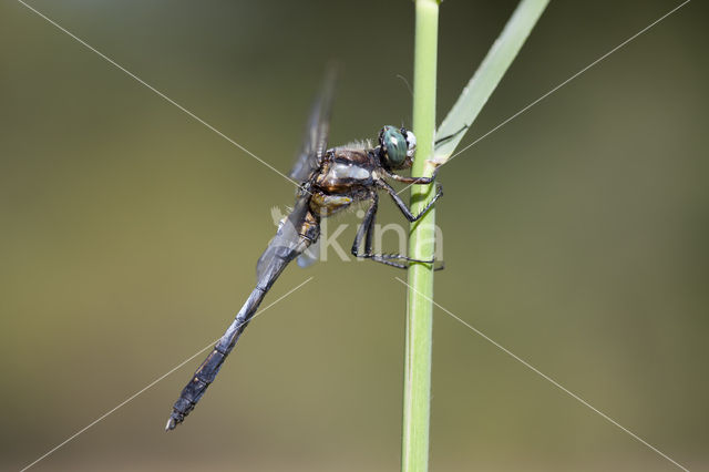 Orthetrum albistylum