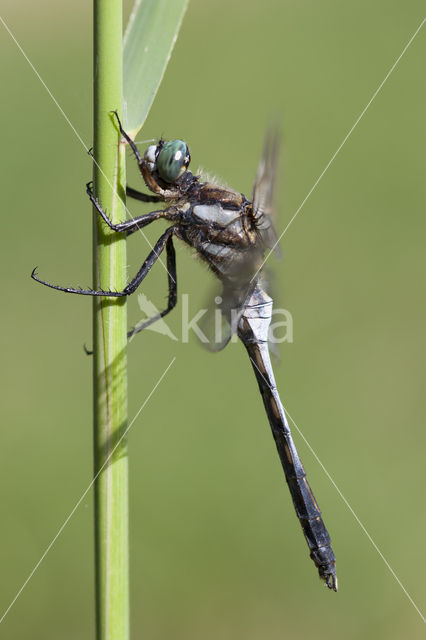 Orthetrum albistylum