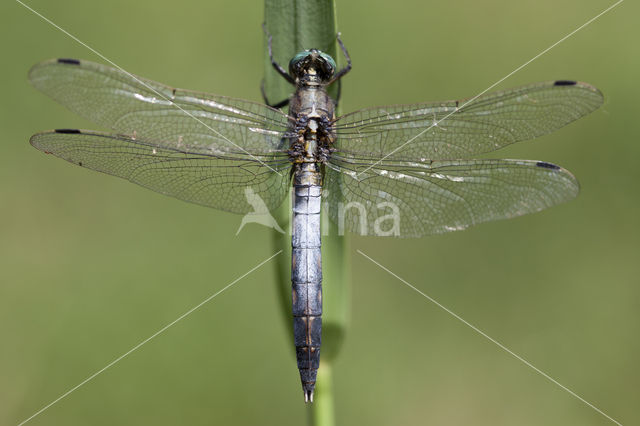 Witpuntoeverlibel (Orthetrum albistylum)