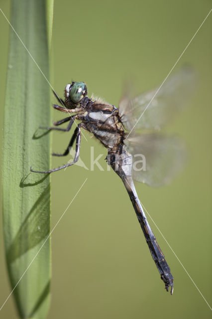 Orthetrum albistylum