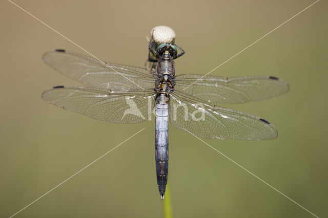 Orthetrum albistylum