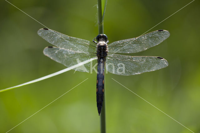 Witpuntoeverlibel (Orthetrum albistylum)