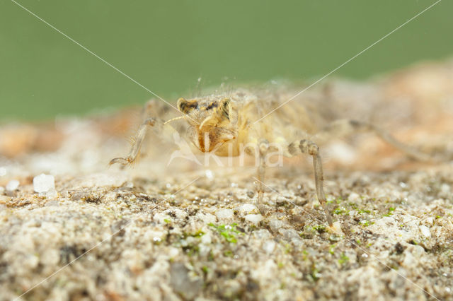 Orthetrum albistylum