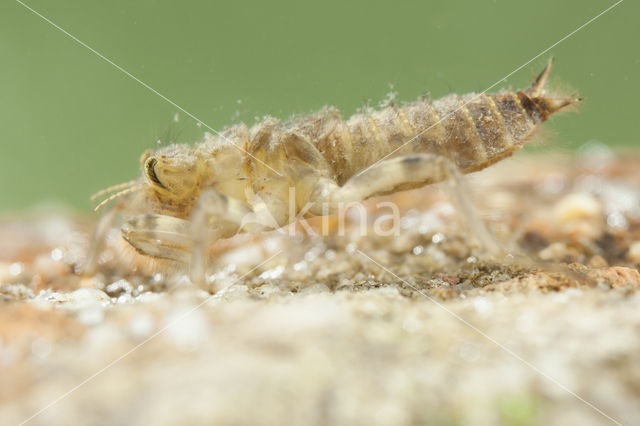 Witpuntoeverlibel (Orthetrum albistylum)