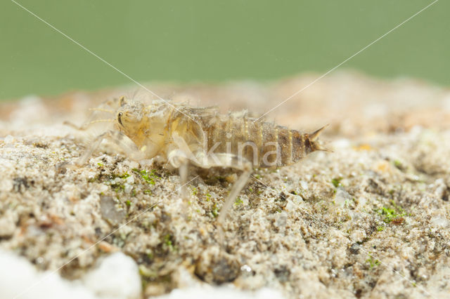 Witpuntoeverlibel (Orthetrum albistylum)
