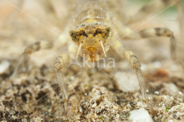 Witpuntoeverlibel (Orthetrum albistylum)
