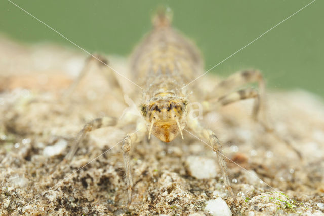 Witpuntoeverlibel (Orthetrum albistylum)