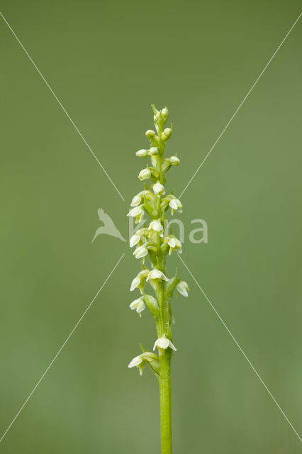 Witte muggenorchis (Pseudorchis albida)