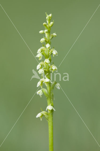 Witte muggenorchis (Pseudorchis albida)