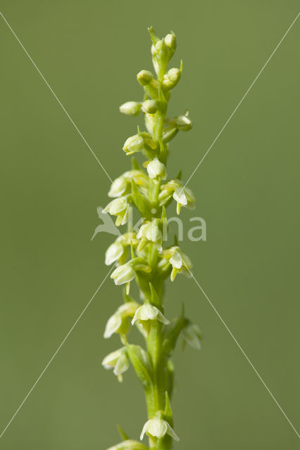 Small-white Orchis (Pseudorchis albida)