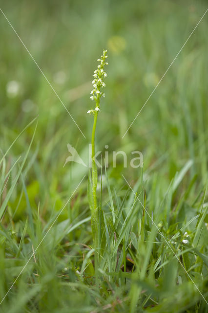 Witte muggenorchis (Pseudorchis albida)