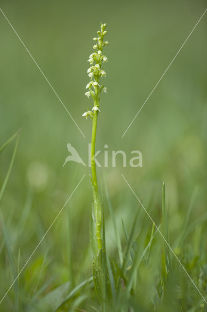 Small-white Orchis (Pseudorchis albida)