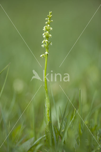 Witte muggenorchis (Pseudorchis albida)