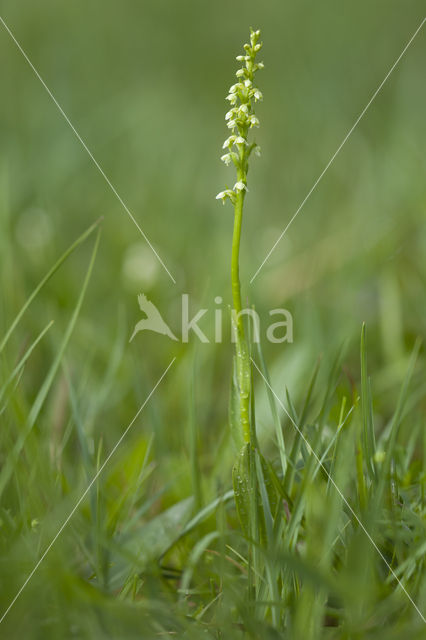 Witte muggenorchis (Pseudorchis albida)