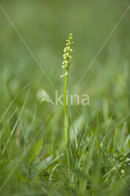 Witte muggenorchis (Pseudorchis albida)