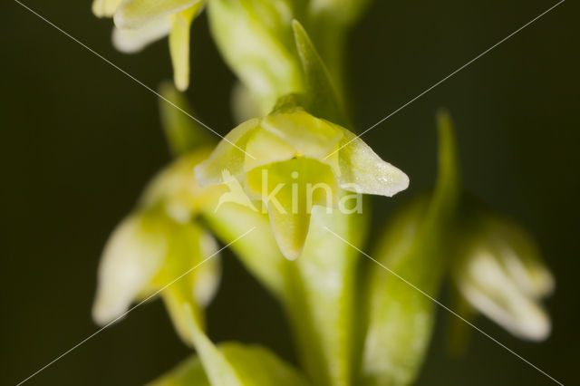 Witte muggenorchis (Pseudorchis albida)
