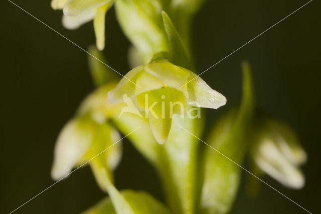 Small-white Orchis (Pseudorchis albida)