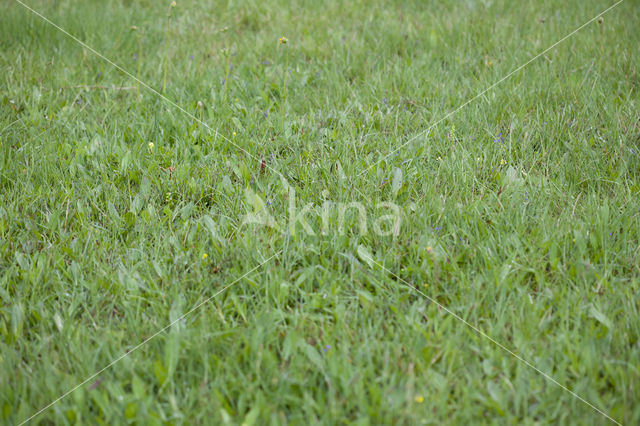 Witte muggenorchis (Pseudorchis albida)