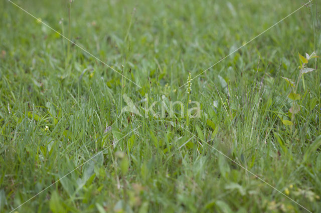 Witte muggenorchis (Pseudorchis albida)