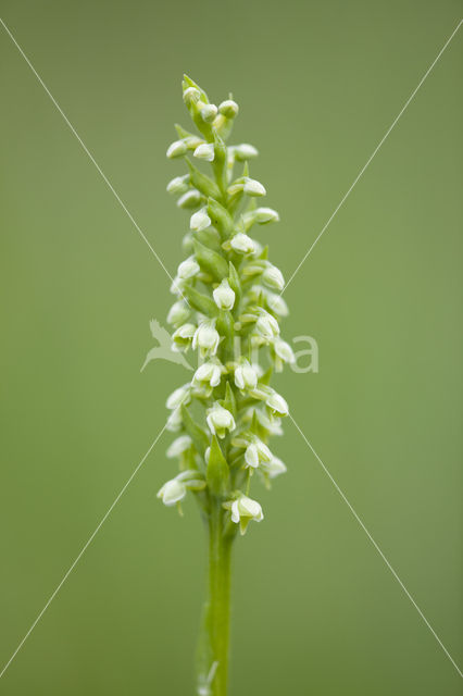 Witte muggenorchis (Pseudorchis albida)