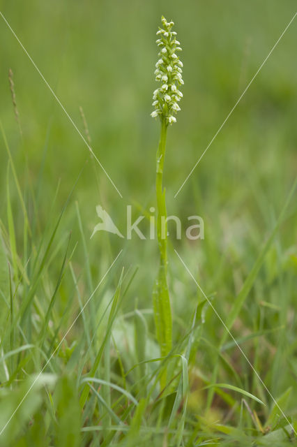 Witte muggenorchis (Pseudorchis albida)