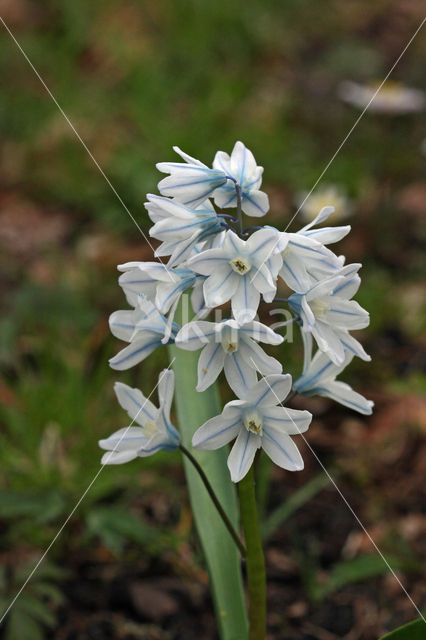 Witte sterhyacint (Scilla miczenkoana)