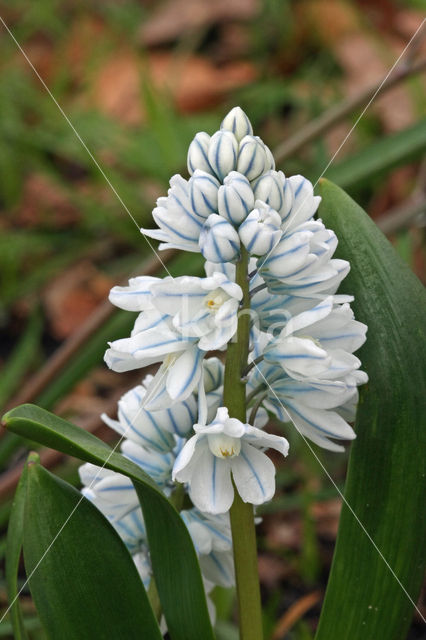 Witte sterhyacint (Scilla miczenkoana)