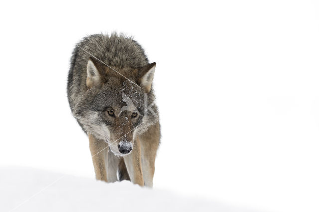 Grey Wolf (Canis lupus)