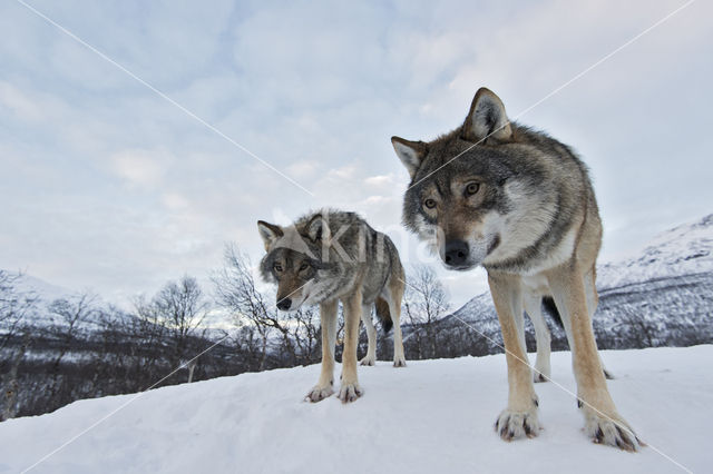 Grey Wolf (Canis lupus)