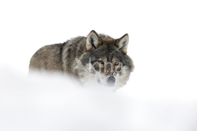 Grey Wolf (Canis lupus)