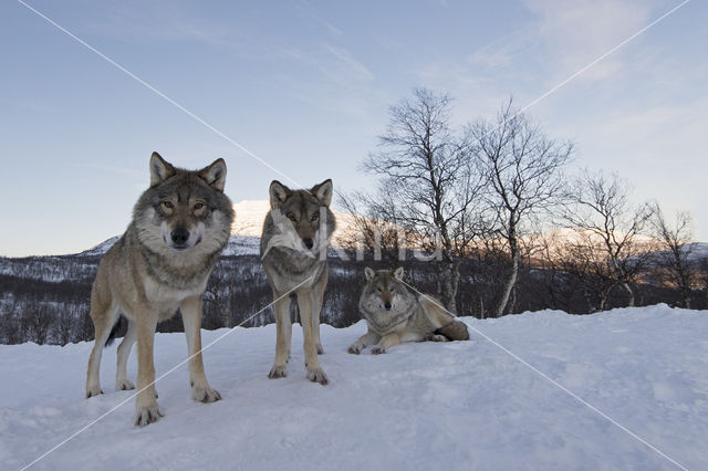 Grey Wolf (Canis lupus)