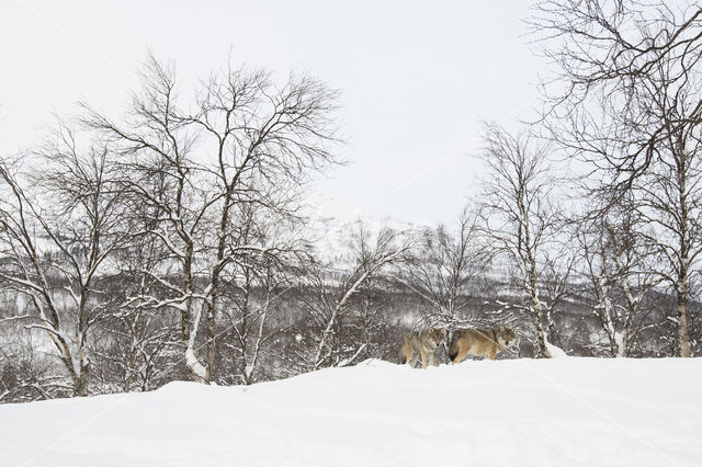 Grey Wolf (Canis lupus)