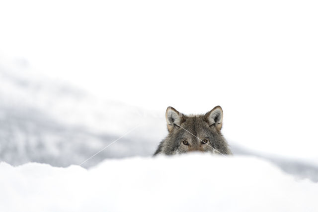 Grey Wolf (Canis lupus)