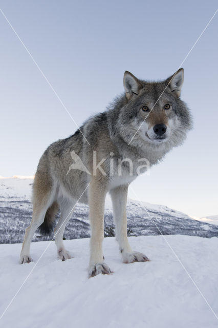 Grey Wolf (Canis lupus)