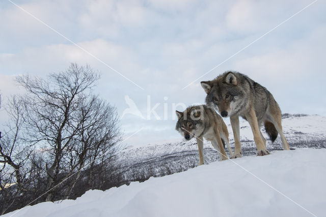 Grey Wolf (Canis lupus)